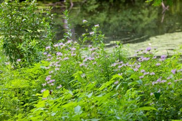 Wild Bergamot, Beebalm (Monarda fistulosa) Perennial wildflower native to most of North America, naturally grows in prairies, open meadows, open woods, and along roadsides