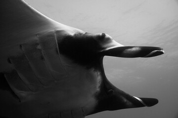 Black and white photograph of  giant oceanic manta ray (Mobula birostris) under water at Socorro...