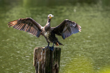 Ein Kormoran trocknet seine ausgebreiteten Flügel in der Sonne