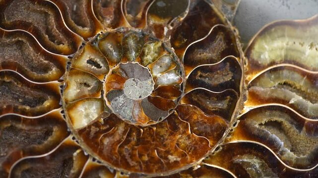 Nautilus shell section, Ammonite fossil shell rotation backdrop. Ancient macro abstract texture Background. Polished ammonite fossil shell with mineral crystals. Closeup 