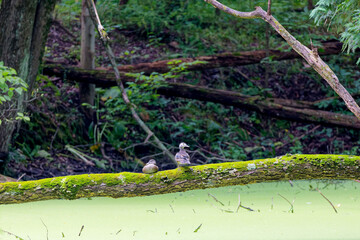 The wood duck or Carolina duck (Aix sponsa) in the basin