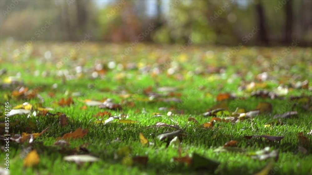 Wall mural Autumn lawn with colorful leaves on it, garden, gardening concept. Fall backdrop. Grass. Beautiful green lawn grass background closeup. Healthy Garden. Nature. Field. Environment. Slow motion