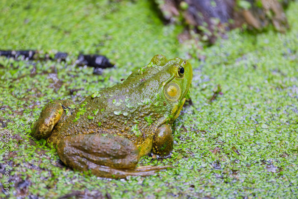 Sticker American bullfrog in the marsh