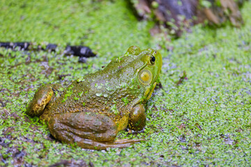 American bullfrog in the marsh