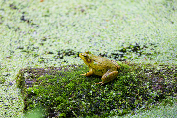 Green frog -Lithobates clamitans (Rana Clamitans) is native to eastern North America.