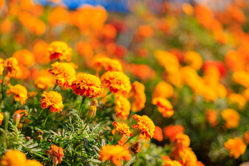 A field of orange flowers with a blue sky in the background