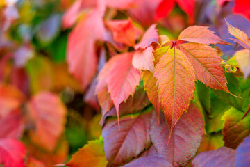 A close up of a leafy plant with many red leaves, autumn background or backdrop