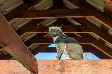 A cat is sitting on a wooden beam with a blue collar