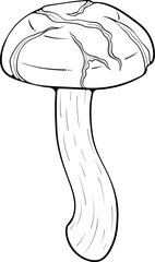 Long shiitake mushroom. Asian raw edible forest fungi. Vector illustration in hand drawn sketch doodle style. Line art graphic organic vegetarian food isolated on white for coloring book, print