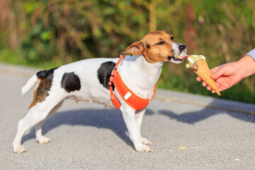 A dog of the Jack Russell Terrier breed eats ice cream. Animal portrait with selective focus and copy space