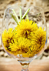 Bright yellow fluffy dandelions (Taraxacum) in a transparent glass front view blurred background....