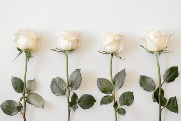 A serene illustration of five white roses placed on a white surface, set against a clean white background. The roses are depicted in a gentle, realistic style.