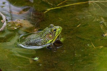 Green frog -Lithobates clamitans (Rana Clamitans) is native to eastern North America.