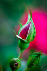 pink rose bud