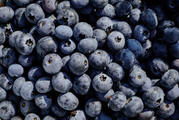Background from many fresh blueberry berries, soft focus.