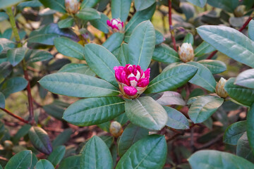 Close up of phododendron (rododendron) bushes with buds just started to bloom. Blurred background.
