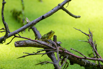 Green frog -Lithobates clamitans (Rana Clamitans) is native to eastern North America.