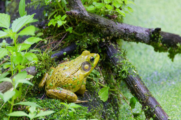 Green frog - Lithobates clamitans (Rana Clamitans) is native to eastern North America.