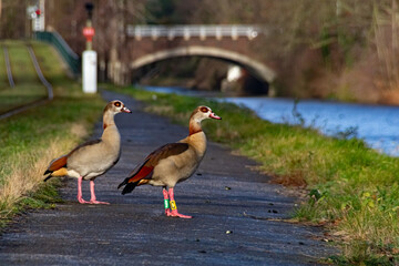 A family of wild egyptian geese on asphalted footpath. Wild nature in the city. Beautiful birds walking on green grass near river. Birds with paw markings