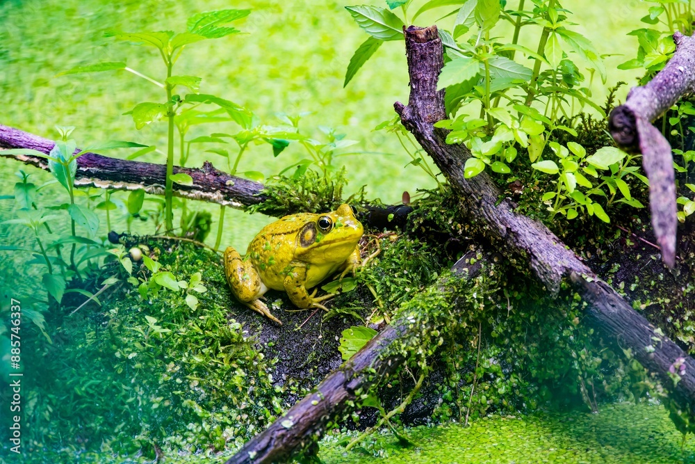 Sticker Green frog - Lithobates clamitans (Rana Clamitans) is native to eastern North America.