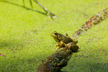 Green frog - Lithobates clamitans (Rana Clamitans) is native to eastern North America.