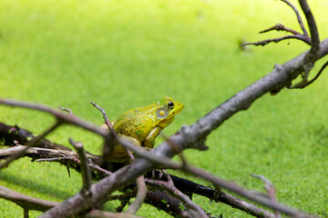 Green frog - Lithobates clamitans (Rana Clamitans) is native to eastern North America.