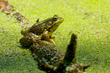Green frog - Lithobates clamitans (Rana Clamitans) is native to eastern North America.