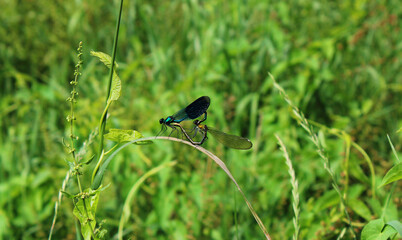Deux libellules dans un champs