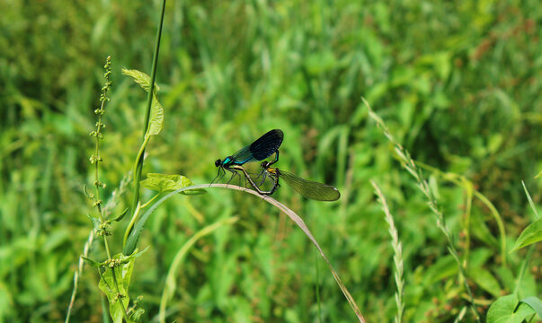 Deux libellules dans un champs