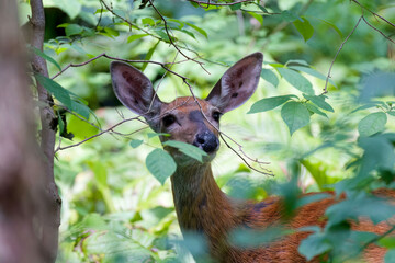 The white-tailed deer (Odocoileus virginianus), also known as the whitetail or Virginia deer