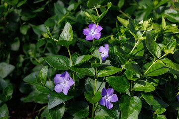 Blossom of bright bigleaf periwinkle in spring. Detail of the blue violet swelling flower buds and...