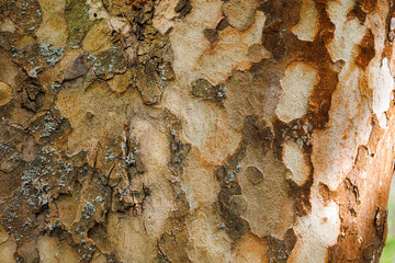 Different shades of yellow and orange spotted bark of sycamore. Texture of bark Platanus of the family Platanaceae. Tree surface. Plane tree. Natural camouflage background. Nature concept