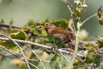 Wren (Troglodytes troglodytes) Spotted in Turvey Nature Reserve, Dublin, Ireland