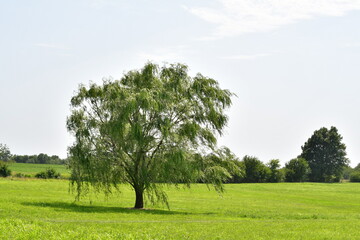 Weeping Willow Tree in a Field