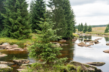 View of the water flow of the mountain river among the green forest. High quality photo