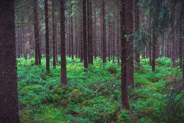 Beautiful pine forest panorama in the summer morning. High quality photo