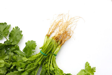 Fresh organic coriander, coriander roots. Vegetables and herbs