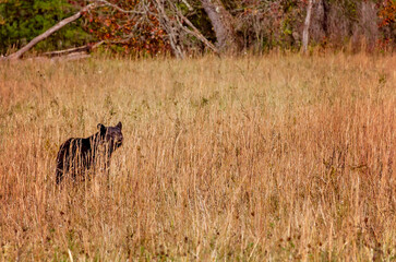 Black bear cub in Cades Cove in the Great Smoky Mountains in Tennessee