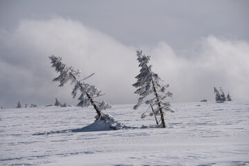 Śnieżyca