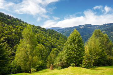 forested countryside landscape of mountainous ukraine. rural valley of rakhiv region behind the trees. sunny weather in summer