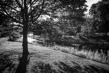 A tree in park in black and white