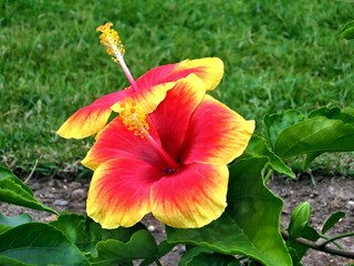 Close up of multicolor hibiscus flowers