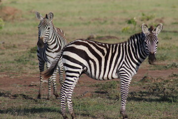 Two Zebras