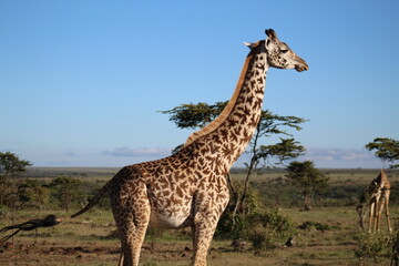 Giraffe in Kenya