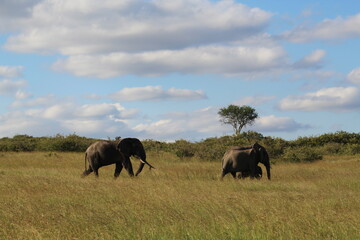 Obraz premium Herd of Elephants