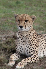 Cheetah