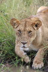 Obraz premium Lioness