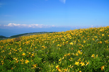 霧ヶ峰高原に咲くニッコウキスゲ