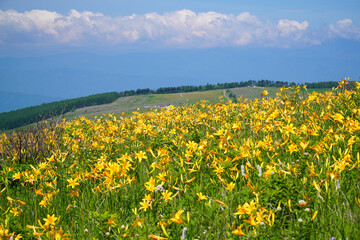 霧ヶ峰高原に咲くニッコウキスゲ