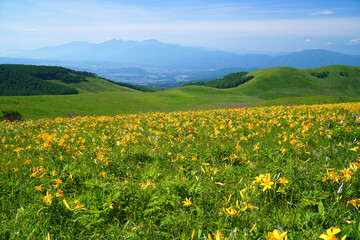 霧ヶ峰高原に咲くニッコウキスゲ